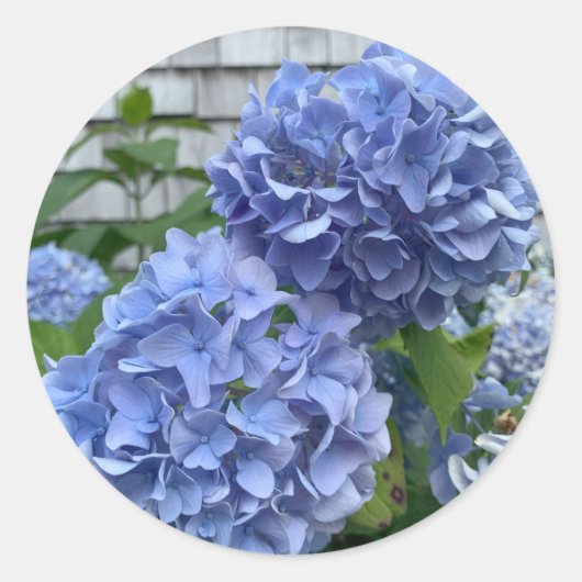 Blauwe hortensia's (Hydrangea macrophylla) sticker (Voorkant)