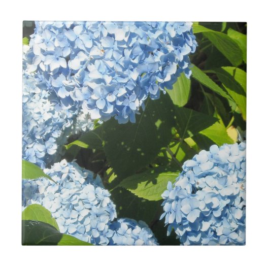 Blauwe Hortensia's in de Zon Tegeltje (Voorkant)