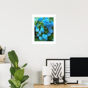 Blauwe Hydrangea Bloesem Bloem Fotografie Poster
