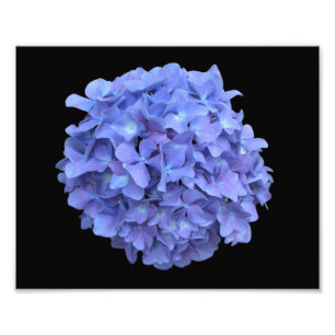 Blauwe hydrangea Bloom foto Afdruk