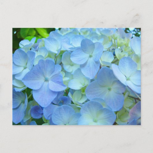 Blauwe hydrangea briefkaarten Floral postkaarten (Voorkant)