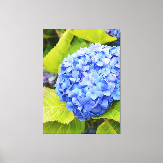Blauwe hydrangea canvas afdruk (Voorkant)
