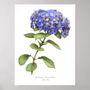 Blauwe hydrangea Originele Kunstafdrukken Poster
