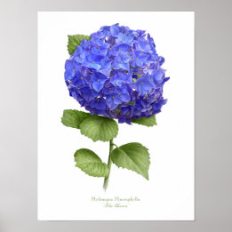 Blauwe hydrangea Originele Kunstafdrukken Poster