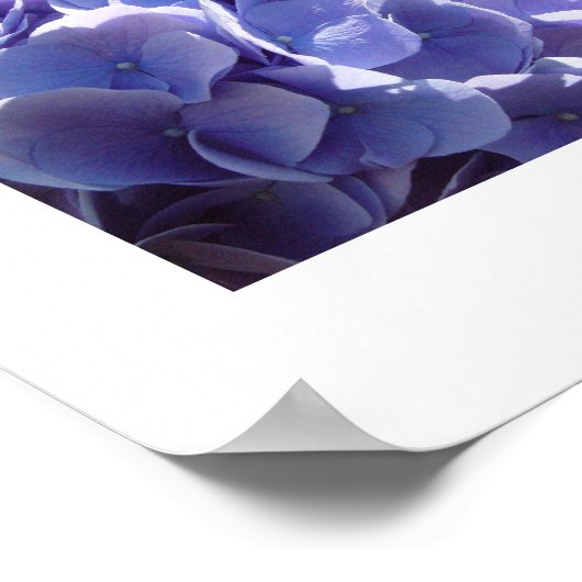 blauwe hydrangea poster (Hoek)