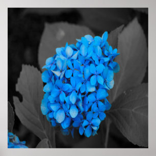 Blauwe hydrangea poster