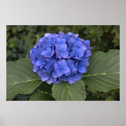 blauwe hydrangea poster (Voorkant)