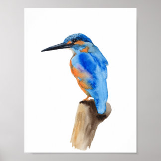 Blauwe ijsvogel poster