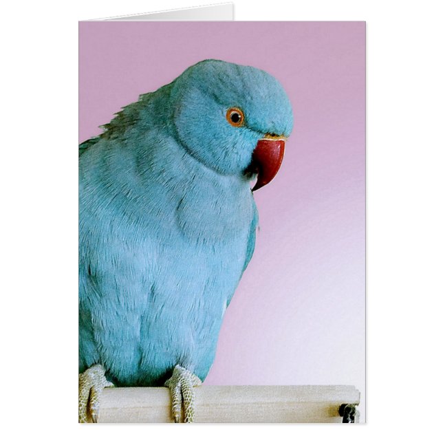 Blauwe Indische ringpoot met rode neus (Voorkant)