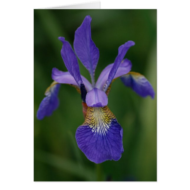 Blauwe iris (Voorkant)