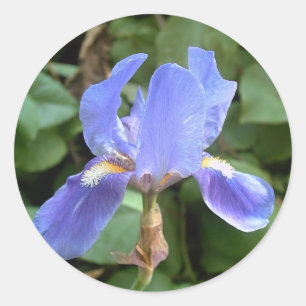 Blauwe iris 3 ronde sticker