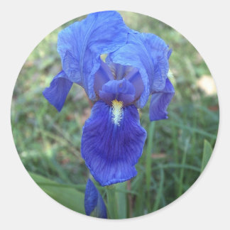Blauwe iris 5 ronde sticker