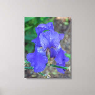 Blauwe iris bloem uitzicht canvas print