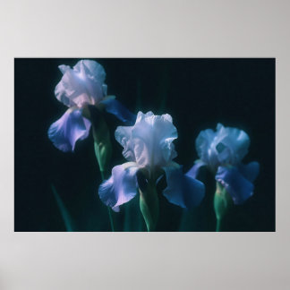 Blauwe Iris Bloemige Muurkunst Poster