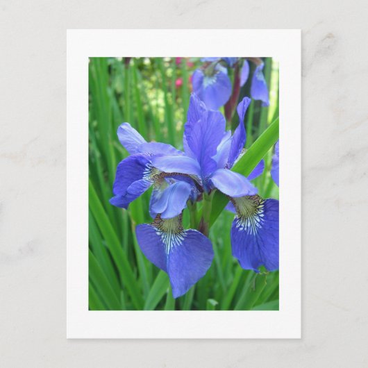 blauwe iris briefkaart (Voorkant)