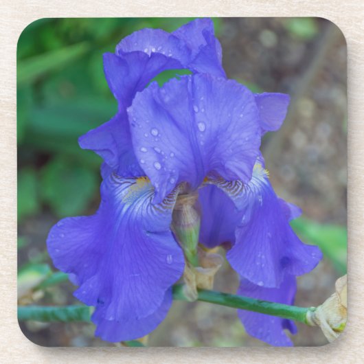 Blauwe iris harde plastic onderzetters (Voorkant)
