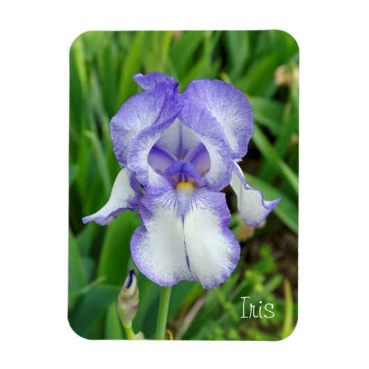 Blauwe Iris Magneet (Verticaal)