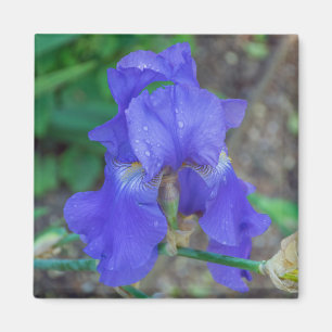 Blauwe iris omhoog dichtbij koelkastmagneet magneet