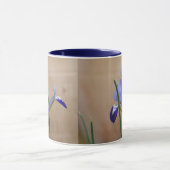 Blauwe iris reticulata Mok (Midden)