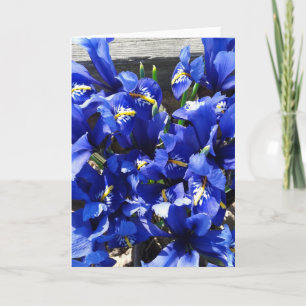 Blauwe iris reticulata (netvormige iris) kaart