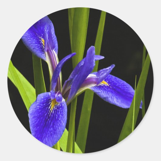 Blauwe iris Sticker (Voorkant)
