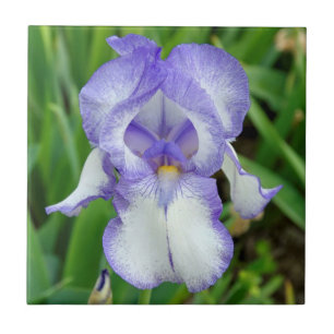 Blauwe iris tegeltje
