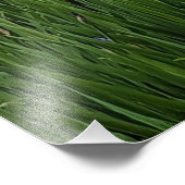  Blauwe Irissen Bloemen Foto Afdruk (Hoek)