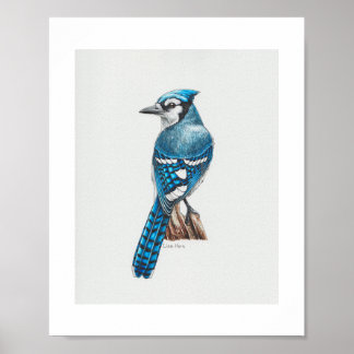 Blauwe Jay Art Print