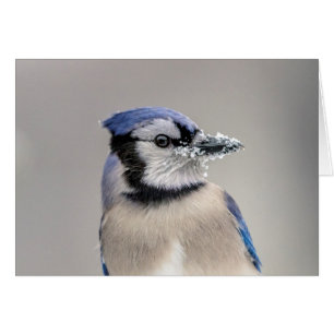Blauwe jay met sneeuw op z'n bek