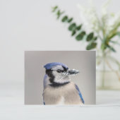 Blauwe jay met sneeuw op z'n bek briefkaart (Staand voorkant)