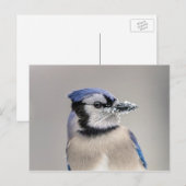Blauwe jay met sneeuw op z'n bek briefkaart (Voorkant / Achterkant)