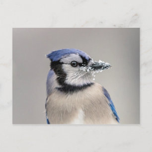 Blauwe jay met sneeuw op z'n bek briefkaart