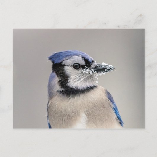 Blauwe jay met sneeuw op z'n bek briefkaart (Voorkant)