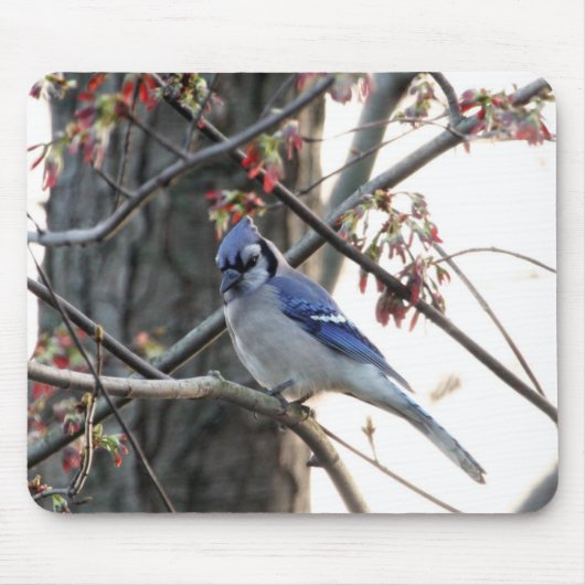 Blauwe jay muismat (Voorkant)