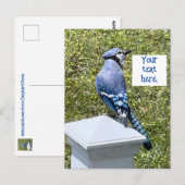 blauwe jay op post aangepaste briefkaarten (Voorkant / Achterkant)