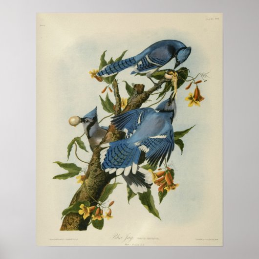 Blauwe Jays van Audubon Poster (Voorkant)
