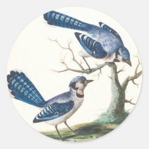 Blauwe Jays zijn vogels Ronde Sticker