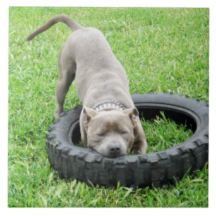 Blauwe Jonge Staffordshire Bull Terrier, Tegeltje