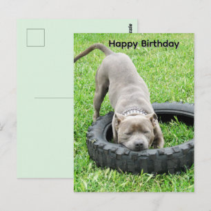 Blauwe Jonge Staffordshire Bullterrier Verjaardags Briefkaart