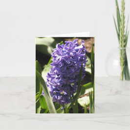 blauwe kaart voor Hyacinth