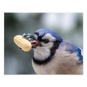Blauwe kap met pinda's foto afdruk