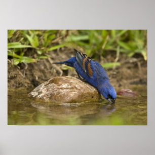 Blauwe Kardinaal drinkend aan vijver in achtertuin Poster