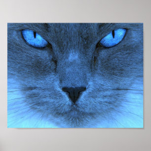 Blauwe kat poster