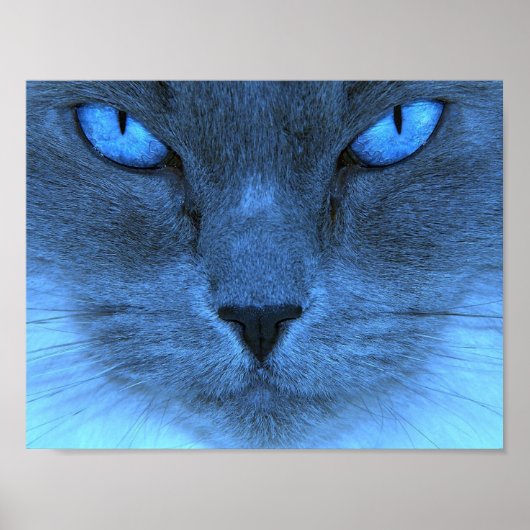 Blauwe kat poster (Voorkant)