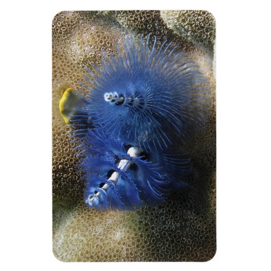 Blauwe kerstboomwormen! Op een magneet! Magneet (Verticaal)