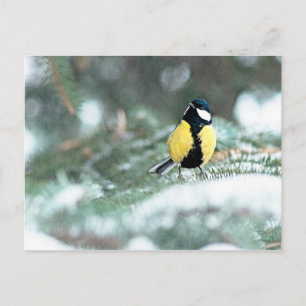 Blauwe kip op groene spar briefkaart