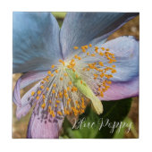 Blauwe klaproos bloesem tegeltje (Voorkant)