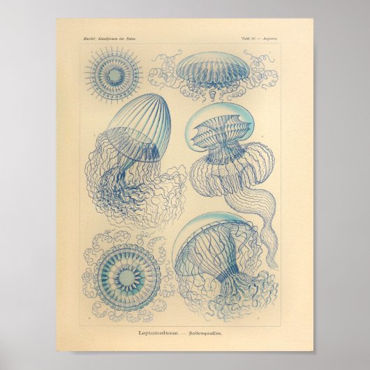 blauwe kleur Ernst Haeckel Art afdrukken Poster (Voorkant)