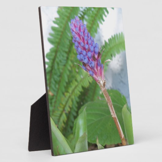 Blauwe kone Bromeliad Fotoplaat (Zijkant)