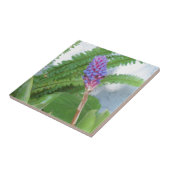 Blauwe kone Bromeliad Tegeltje (Zijkant)